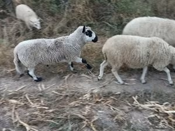 كبش, Cerry Hill sheep