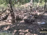 मादा सूअर, Вьетнамская вислобрюхая — फ़ोटो 7