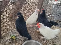 Chickens — फ़ोटो 1