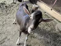 Kozioł, Kozy — zdjęcie 2