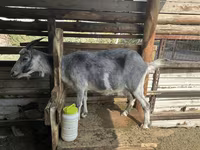 Goat, Alpine goat — photo 7