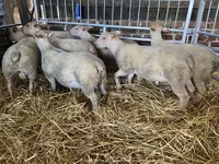 Ovca, Charollais sheep — fotografija 1