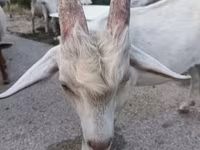 Cabra, Saanen goat — foto 5