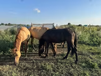 Pastuv, Bashkir horse — fotografija 4