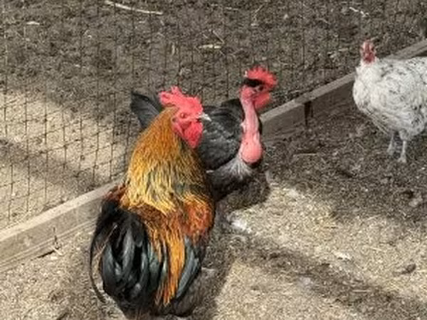 Chickens