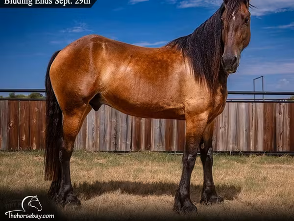 Horse (M), Friesian