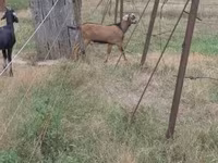 Ziegenbock, Nubian Goat — Foto 2