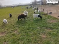 Widder, Dorper sheep — Foto 4