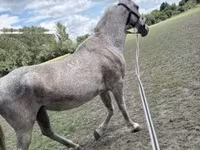 Toychoq, Lipizzaner — 2-rasm