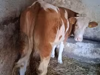 Cow, Simmental cattle — photo 2