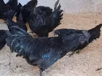 Ayam Cemani — zdjęcie 1