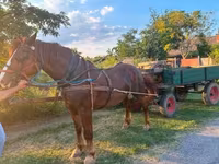 At, Atlar — foto 4