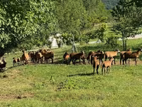 Moutons (lot, sexe non indiqué), Cameroon sheep — photo 2
