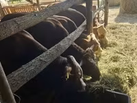 Бұқа, Лимузин сиыры — 1-сурет