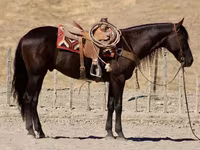 Cheval, Friesian — photo 7