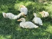 Ducks — fotografija 1