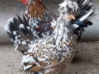 Chickens — zdjęcie 5