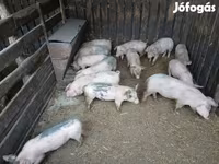 Pigs (batch, sex not specified), Pigs — photo 1