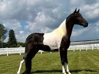 Horse (M), Tennessee Walking Horse — photo 2