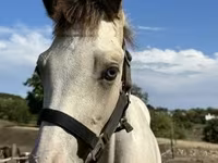 Yegua, Caballos — foto 1