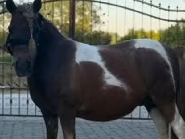 Yegua, Caballos