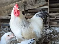 Brahma — fotografija 2