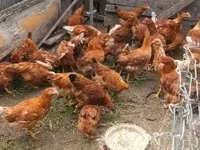 Chickens — Foto 2