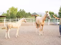 Mare, Akhal-Teke — photo 2