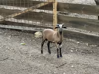 Bélier, Cameroon sheep — photo 1