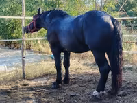 Cavalo, Cavalos — foto 2