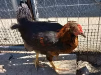 Chickens — Foto 4
