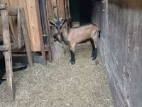 बकरा, Alpine goat — फ़ोटो 7