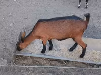 Chèvre, Alpine goat — photo 4