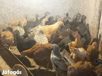 Guinea fowl — الصورة 4