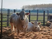 Byk, Simmental cattle — zdjęcie 1