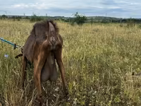 Koza, Kozy — zdjęcie 4