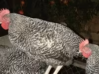 Slovenian Barred Hen — photo 2
