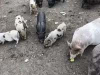 母猪, Вьетнамская вислобрюхая — 照片 2