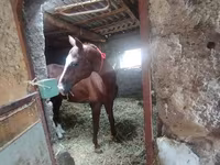Horse (M), Akhal-Teke — photo 3