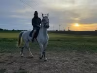 雄馬, Lipizzaner — 写真 1