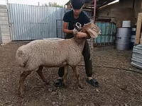 Moutons (lot, sexe non indiqué), Arashan sheep — photo 6