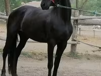 Madyan, Friesian — foto 1