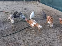 Turkeys — Foto 3