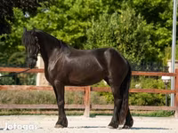 فرس, Friesian — الصورة 4