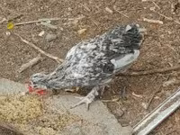 Chickens — 照片 3