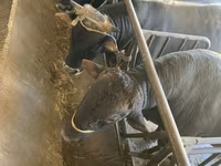 Bik, Swiss cattle — fotografija 1