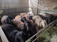 Ovan, Edilbay sheep — fotografija 5