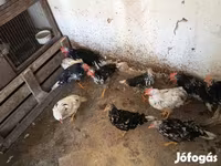 Chickens — الصورة 7