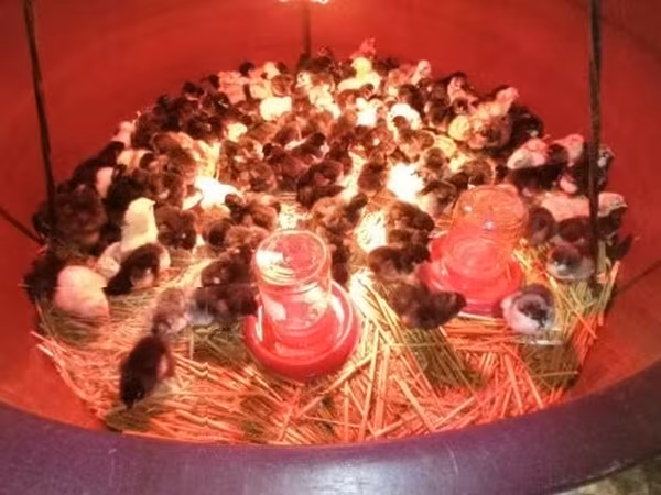 Chickens