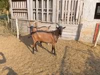 Bode, Alpine goat — foto 6